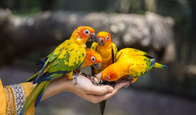 papugi